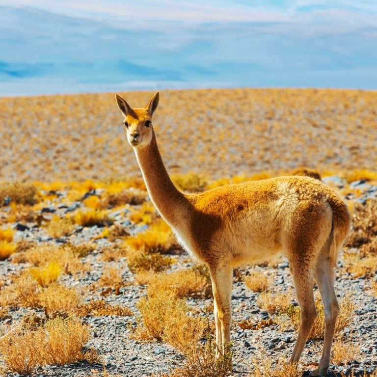 Vicuna fabric
